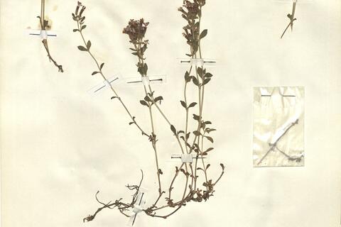 Saponaria ocymoides L. -  RO-HSepv 12124 - immagine 2
