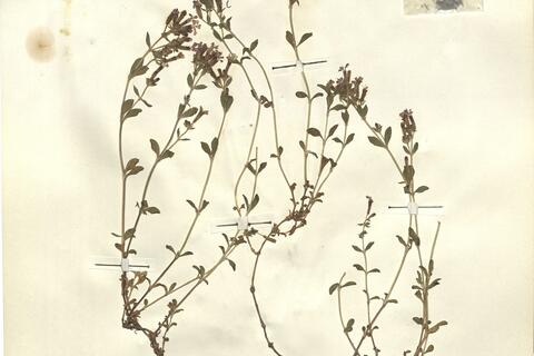 Saponaria ocymoides L. -  RO-HSepv 12124 photo