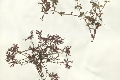 Saponaria ocymoides L. -  RO-HSepv 14983 - immagine 2