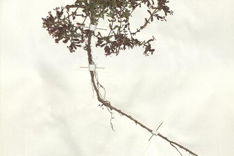 Saponaria ocymoides L. -  RO-HSepv 14983 photo