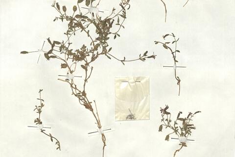 Saponaria ocymoides L. subsp. alsinoides (Viv.) Arcang. -  RO-HSepv 17886 photo