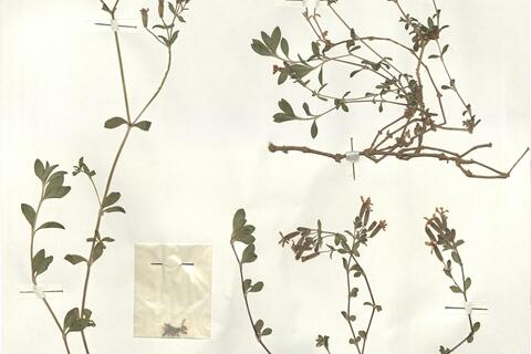 Saponaria ocymoides L. subsp. ocymoides -  RO-HSepv 15976 photo