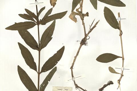 Saponaria officinalis L. -  RO-HSepv 14007 - immagine 2