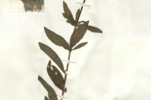 Saponaria officinalis L. -  RO-HSepv 14007 photo