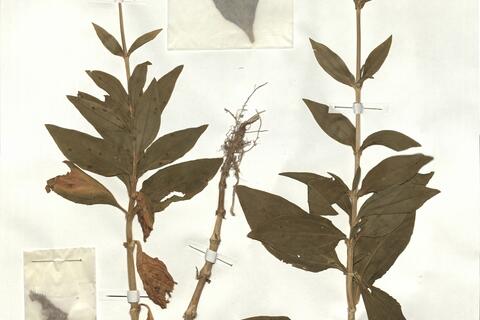 Saponaria officinalis L. -  RO-HSepv 17887 photo