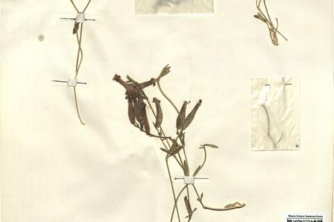 Saponaria sicula Rafin.  -  RO-HSepv 12126 photo