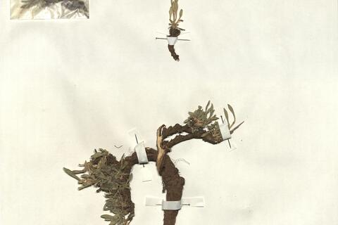 Saponaria sicula Rafin. subsp. intermedia (Simml.) Chater -  RO-HSepv 13021 photo