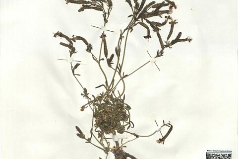 Saponaria sicula Rafin. subsp. sicula  -  RO-HSepv 16873 photo