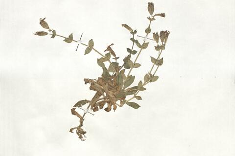 Silene acutifolia Link ex Rohrb.  -  RO-HSepv 18943 - immagine 2