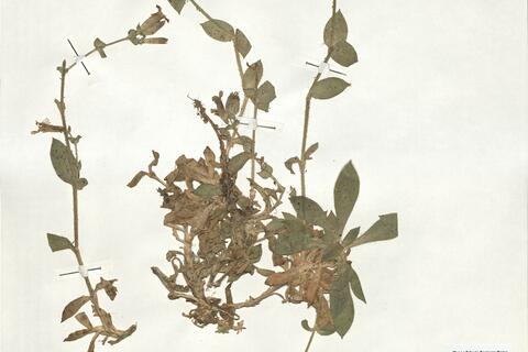 Silene acutifolia Link ex Rohrb.  -  RO-HSepv 18943 photo