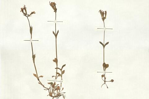 Silene aegyptiaca L. f. -  RO-HSepv 16876 photo