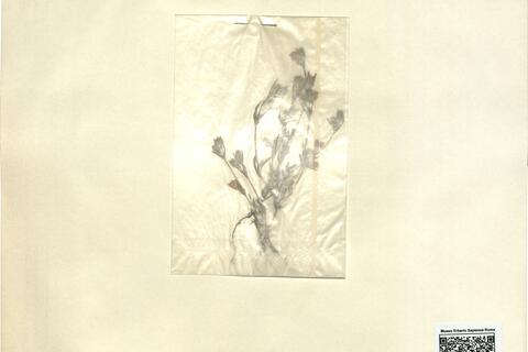 Silene apetala Willd. -  RO-HSepv 12131 photo