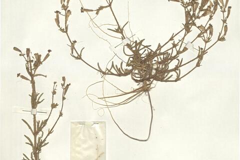 Silene arenarioides Desf. -  RO-HSepv 14985 photo