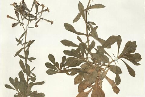 Silene aristidis Pomel -  RO-HSepv 15979 photo