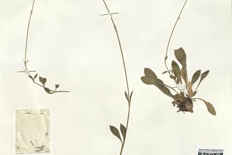 Silene atlantica Coss. & Durieu -  RO-HSepv 15980 photo