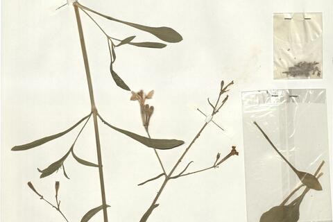 Silene badaroi Breistr.  -  RO-HSepv 14986 photo