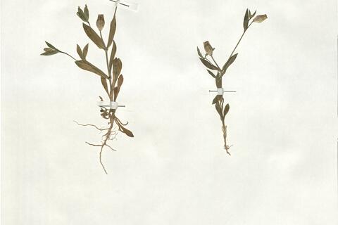 Silene behen L.  -  RO-HSepv 18944 photo