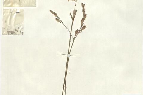 Silene bellidifolia Juss. ex. Jacq. -  RO-HSepv 13023 photo