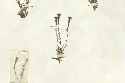 Silene boryi Boiss.  -  RO-HSepv 13024 photo