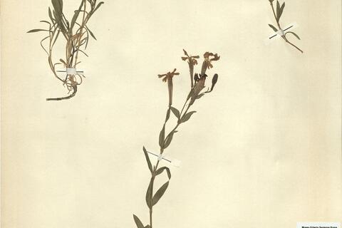 Silene boryi Boiss. subsp. duriensis (Samp.) Coutinho -  RO-HSepv 11198 photo