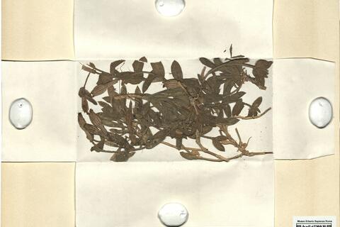 Silene boryi Boiss. subsp. tejedensis (Boiss.) Rivas-Martínez -  RO-HSepv 11199 photo