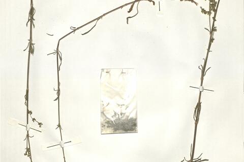 Silene borysthenica (Gruner) Walters -  RO-HSepv 14008 - immagine 2
