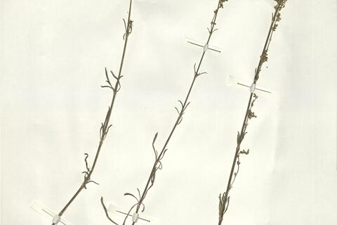 Silene borysthenica (Gruner) Walters -  RO-HSepv 14008 photo