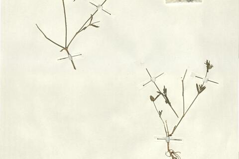 Silene cerastoides L.  -  RO-HSepv 13025 photo