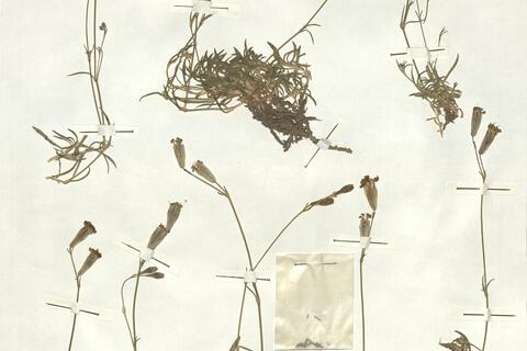 Silene ciliata Pourr. -  RO-HSepv 16878 photo