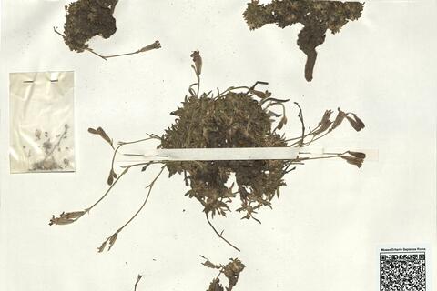 Silene ciliata Pourr. subsp. elegans (Link ex Brot.) Rivas-Martínez -  RO-HSepv 16877 photo