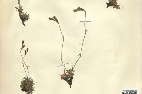 Silene ciliata Pourr. var. arvatica (Lag.) Pau -  RO-HSepv 11201 photo