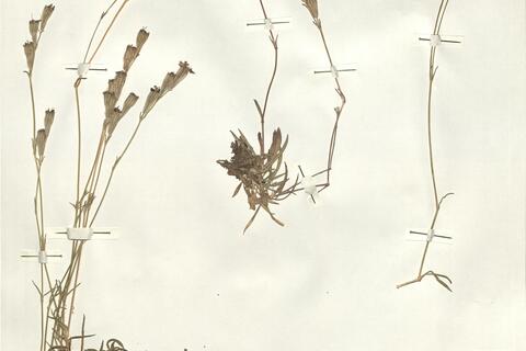 Silene ciliata Pourr. var. arvatica (Lag.) Pau -  RO-HSepv 15981 photo