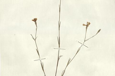 Silene coelirosa (L.) Godr. -  RO-HSepv 13026 photo