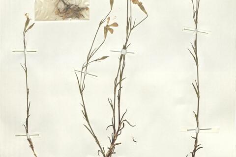 Silene coelirosa (L.) Godr. -  RO-HSepv 14009 photo