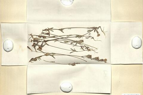 Silene colorata Poir.  -  RO-HSepv 11202 photo