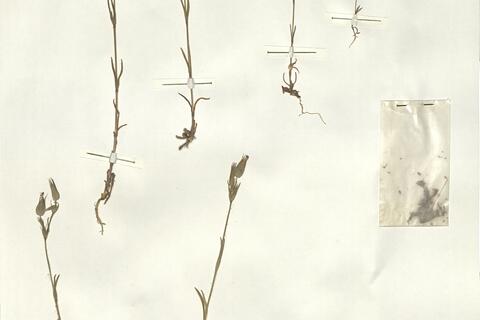 Silene conica L.  -  RO-HSepv 14012 photo