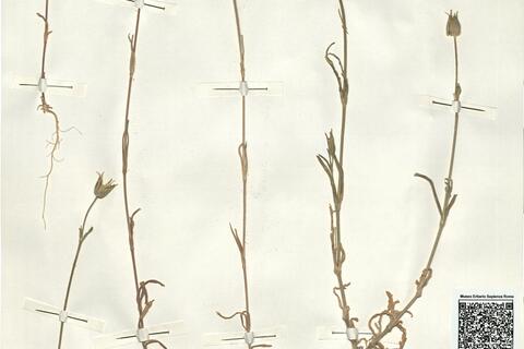 Silene conica L.  -  RO-HSepv 14988 photo