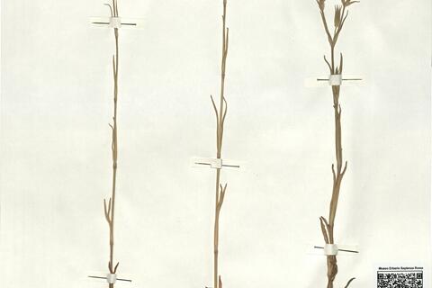 Silene conica L.  -  RO-HSepv 16879 photo