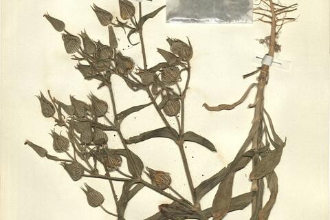 Silene conoidea L.  -  RO-HSepv 11203 photo