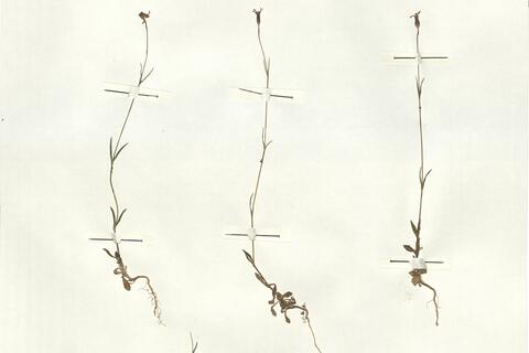 Silene cretica L. -  RO-HSepv 16880 photo