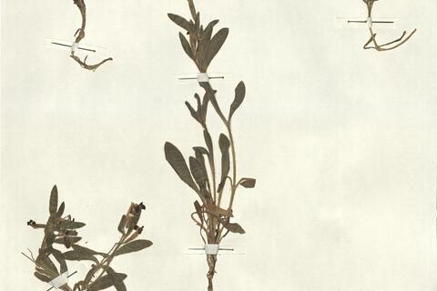 Silene diclinis (Lag.) Laínz -  RO-HSepv 13027 photo