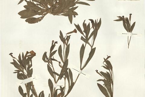 Silene diclinis (Lag.) Laínz -  RO-HSepv 14013 photo