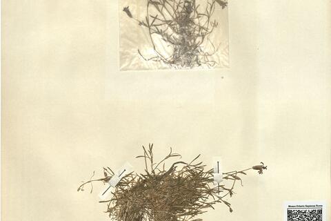 Silene dinarica Spreng. -  RO-HSepv 12132 photo