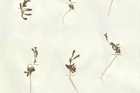 Silene discolor Sm.  -  RO-HSepv 15982 photo