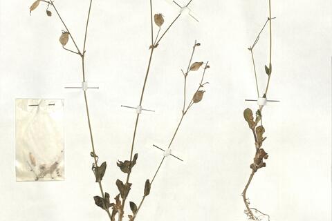 Silene fabarioides Hausskn. -  RO-HSepv 16881 photo