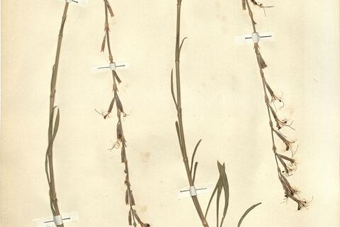 Silene frivaldszkyana Hampe -  RO-HSepv 11204 photo