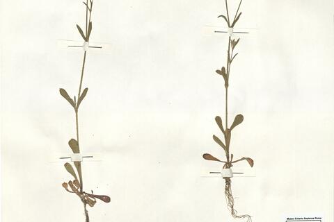 Silene gallica L. -  RO-HSepv 14015 photo