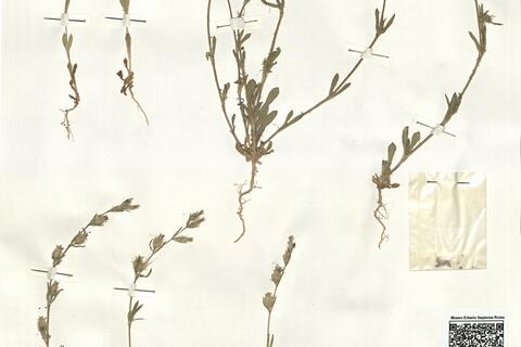 Silene gallica L. -  RO-HSepv 15983 photo
