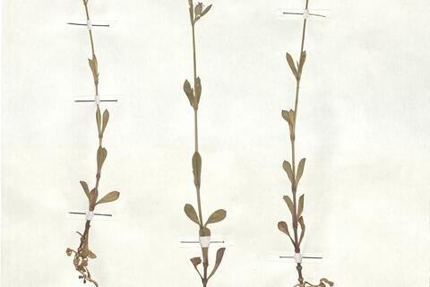 Silene gallica L. -  RO-HSepv 17889 photo