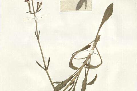 Silene hifacensis Rouy ex Willk. -  RO-HSepv 14016 photo